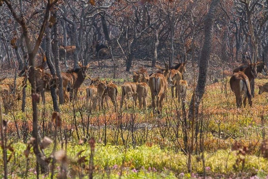 Cangandala National Park, Cangandala, Malanje Province, Angola